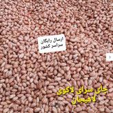 بادام زمینی (1405) آستانه اشرفیه ریز و ترد و خوشمزه نوبرانه (1000گرمی)