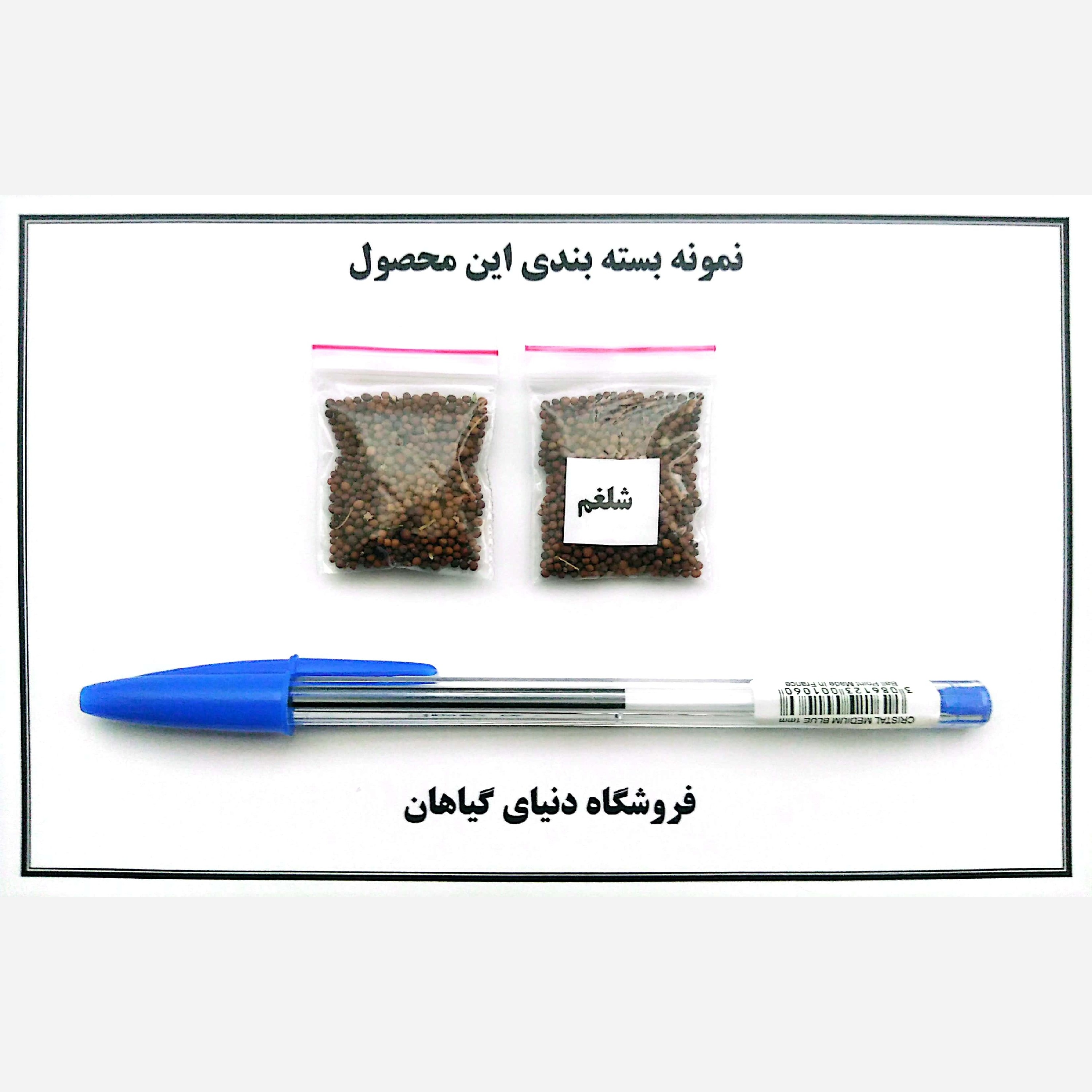 بذر شلغم (500 عدد)