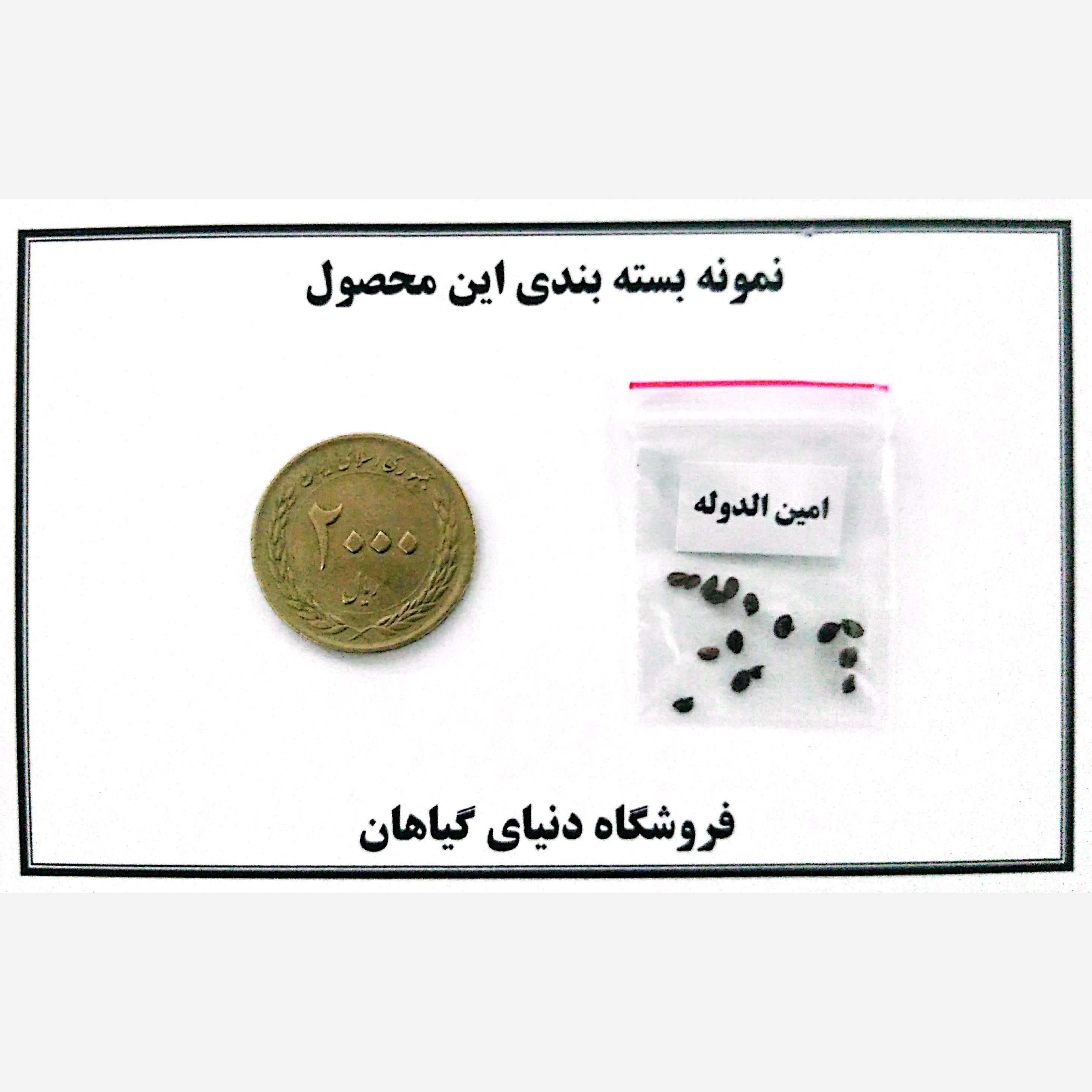 بذر پیچ امین الدوله (10 عدد)