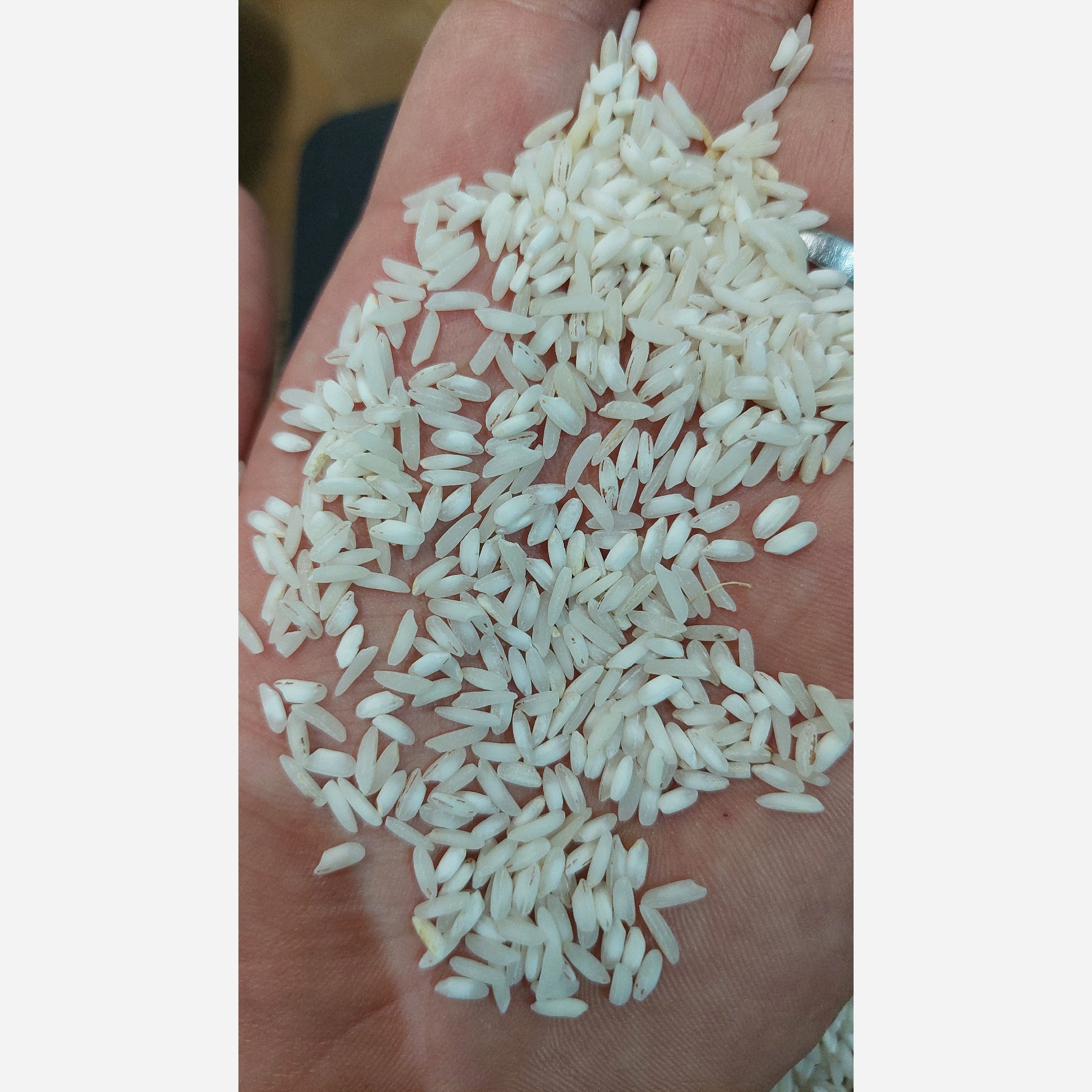 برنج اقتصادی شاه دلگ (گرده) فریدونکنار (10 کیلویی) ارسال رایگان حتما قبل سفارش توضیحات مطالعه شود
