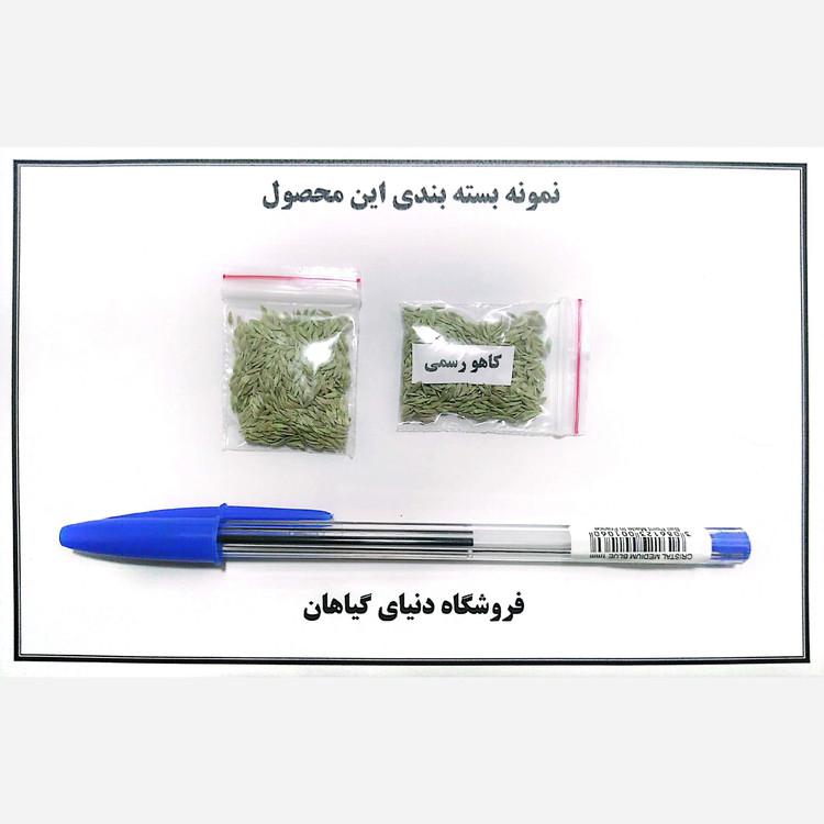بذر کاهو رسمی سالادی (500 عدد)