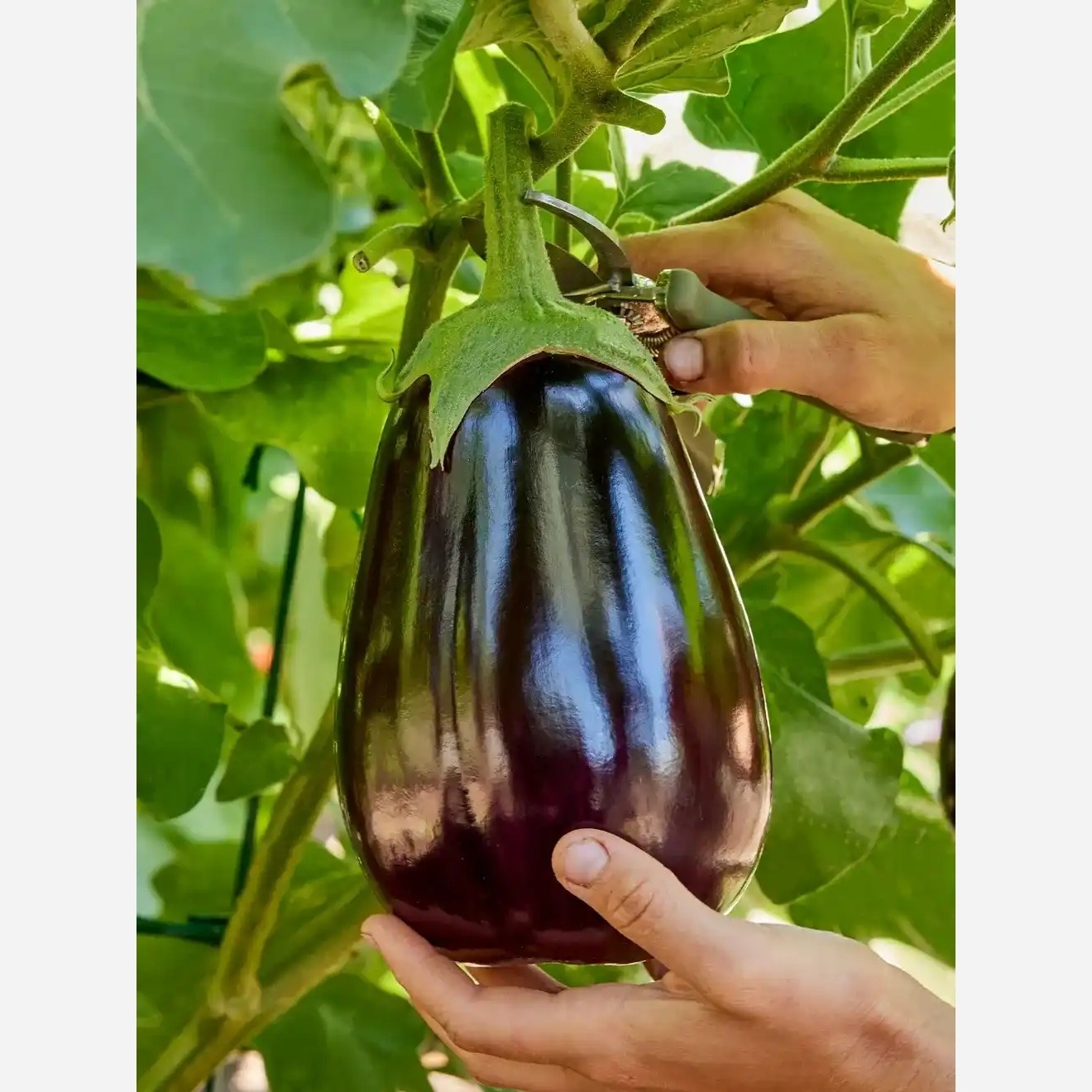 بذر بادمجان دلمه ای هیبرید(10عدد)