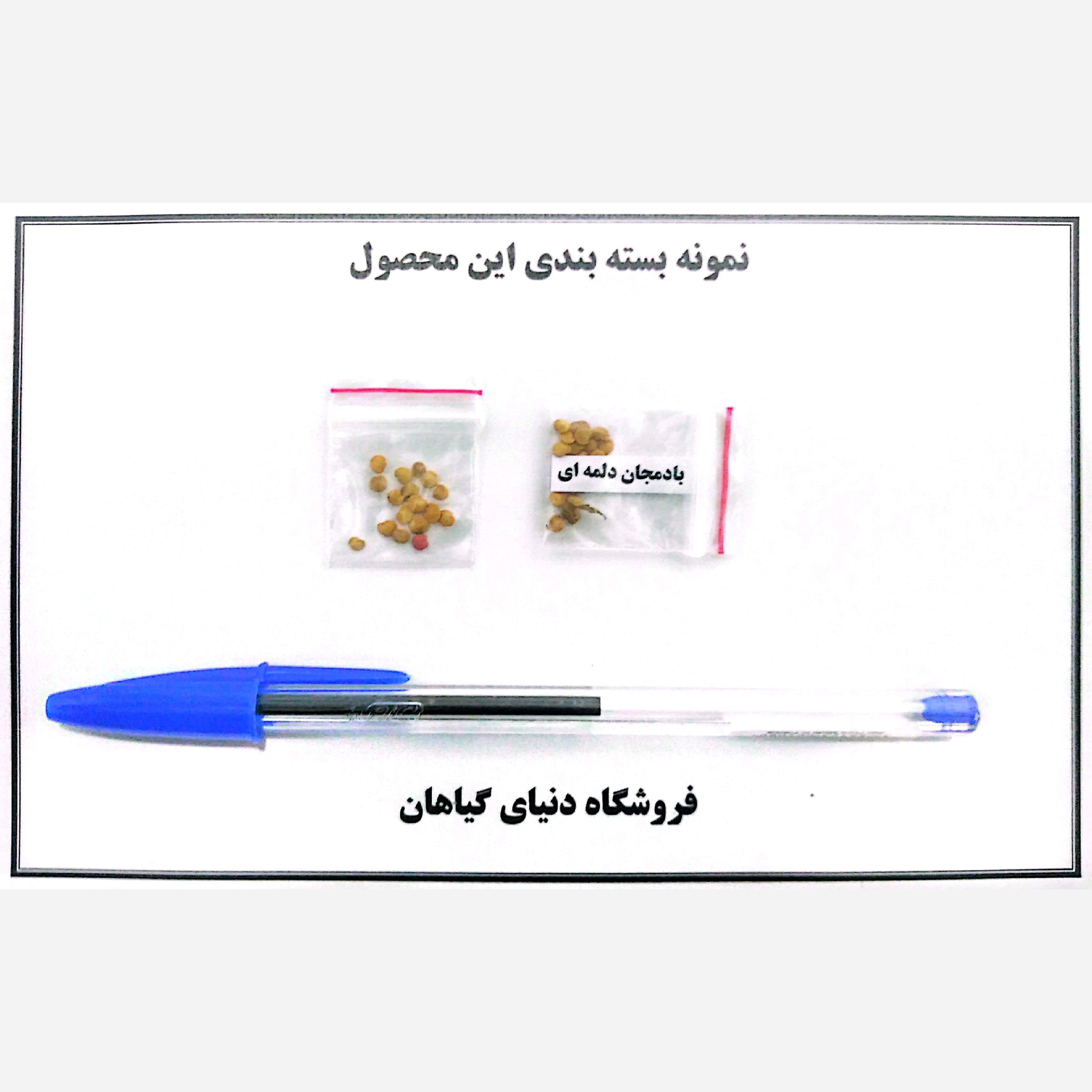 بذر بادمجان دلمه ای هیبرید(10عدد)