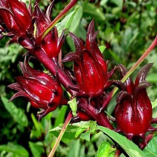 بذر چای ترش (10 عددی)