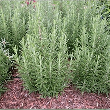 بذر رزماری معطر(10 عددی)