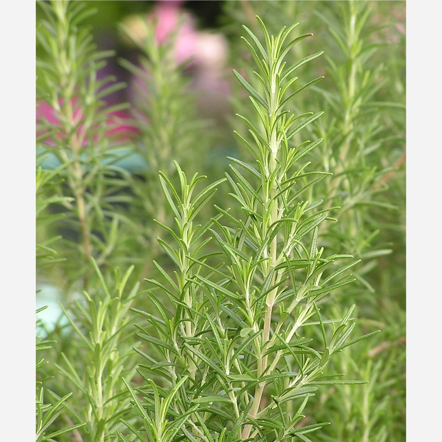 بذر رزماری معطر(10 عددی)