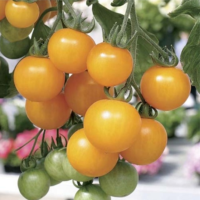 بذر گوجه گیلاسی(کد6)چری زرد(10 عددی)