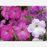 بذر اطلسی ایرانی(کد1) الوان پرگل معطر(100 عددی)