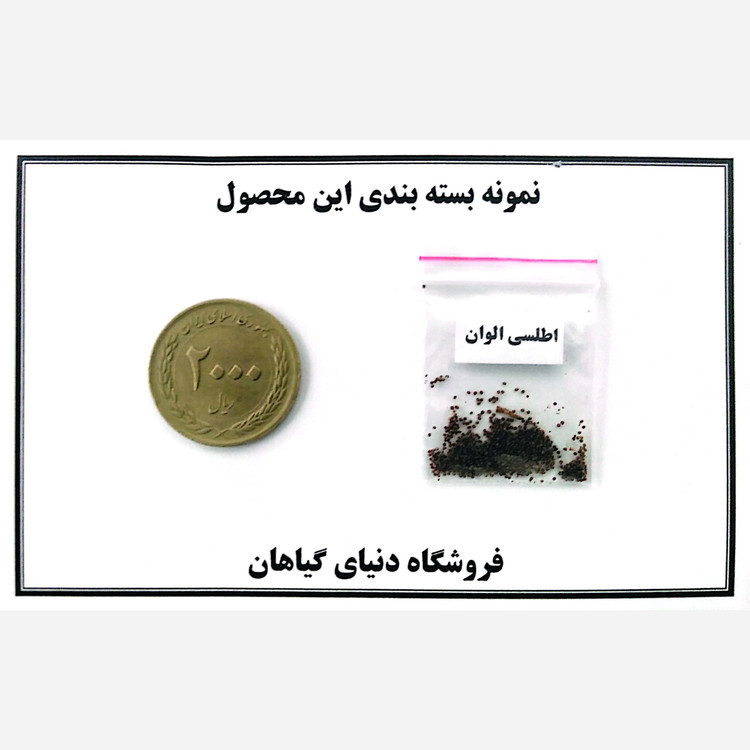 بذر اطلسی ایرانی(کد1) الوان پرگل معطر(100 عددی)