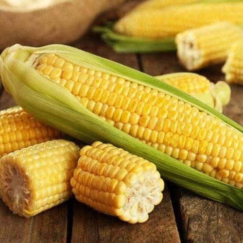 بذر ذرت شیرین/بلالی(10 عددی)