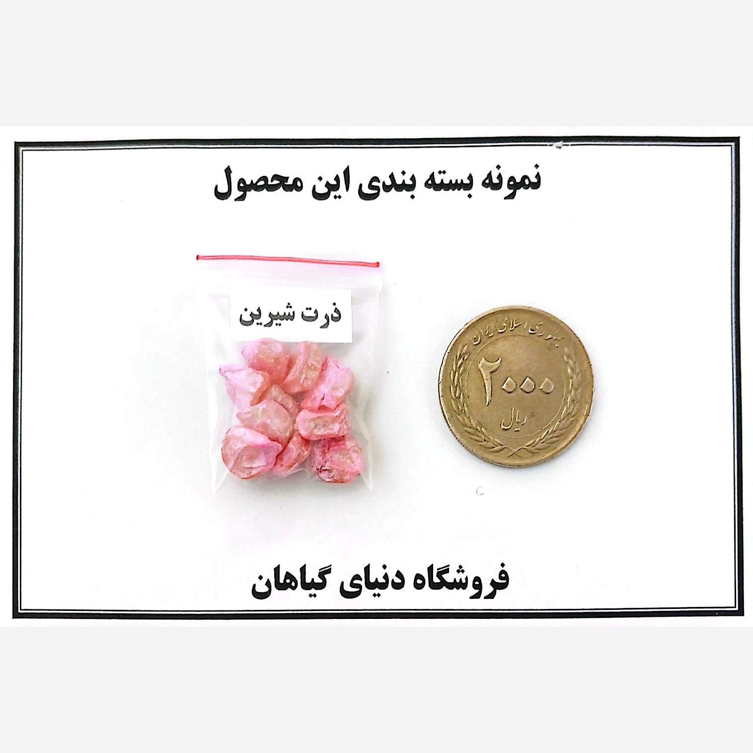 بذر ذرت شیرین/بلالی(10 عددی)