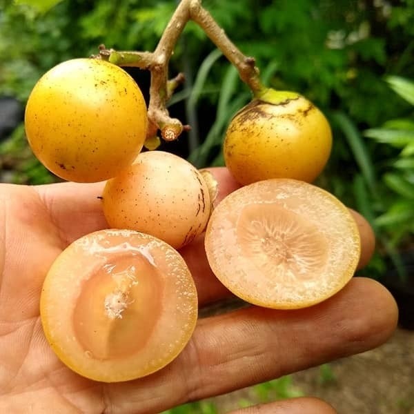 بذر سپستان (5 عدد)