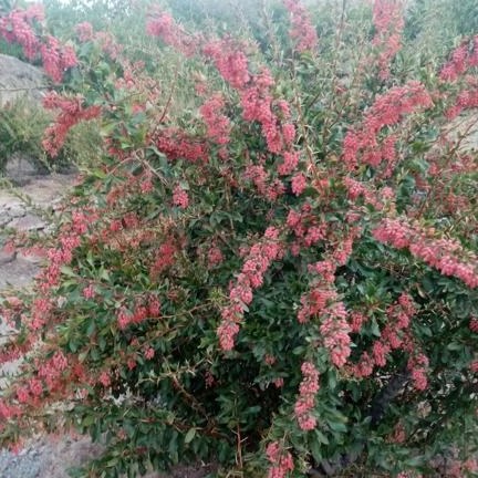 زرشک تازه شاخه