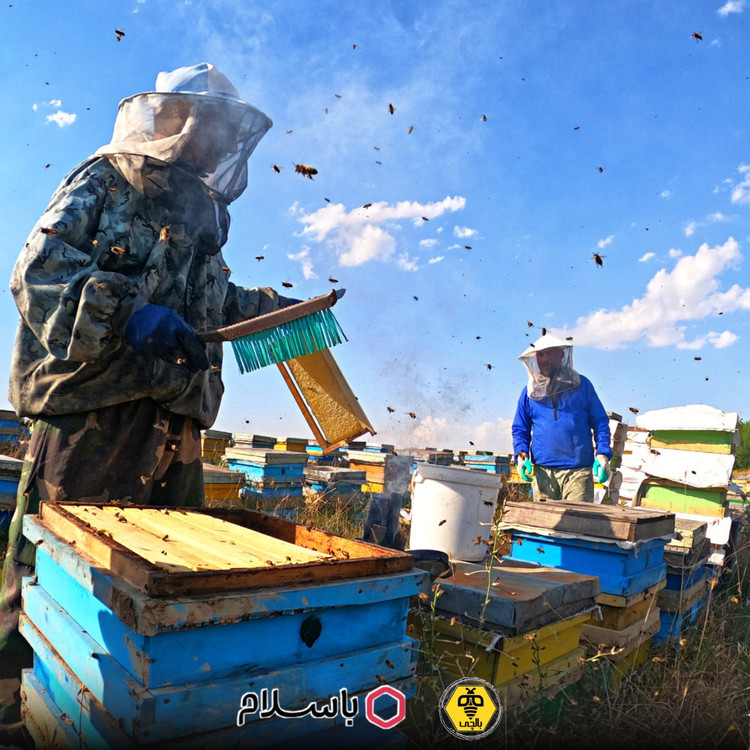عسل آویشن بالچی (1 کیلوگرم)(ارسال رایگان و فوری)(خرید مستقیم از زنبوردار نمونه)
