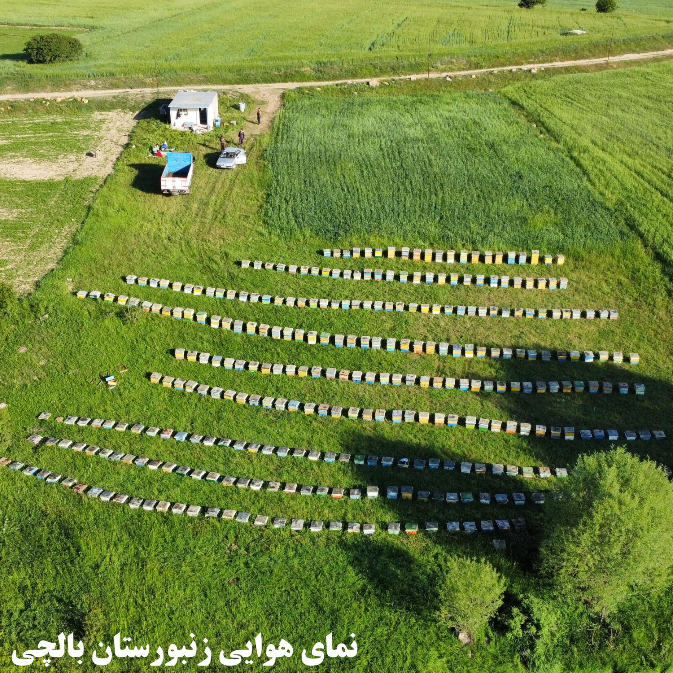 عسل آویشن بالچی (1 کیلوگرم)(ارسال رایگان و فوری)(خرید مستقیم از زنبوردار نمونه)