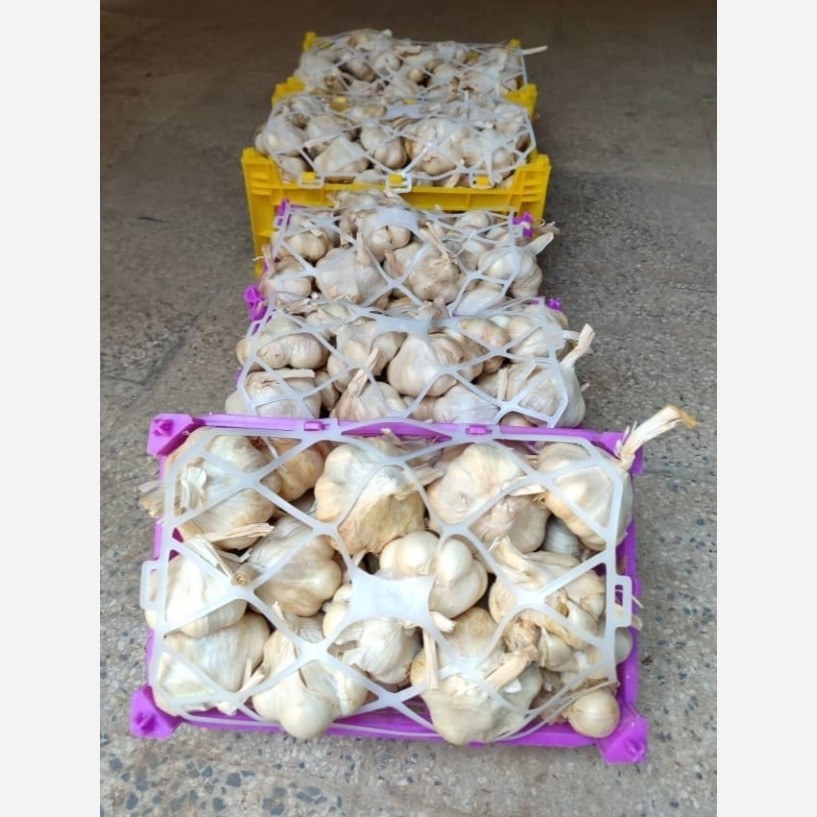 سیر همدان تازه ومرغوب درجه یک 2کیلوگرم