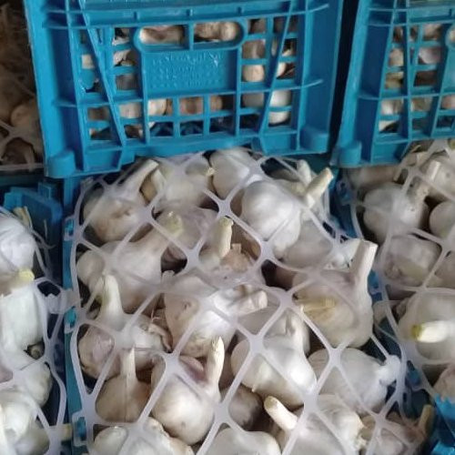 سیر همدان تازه ومرغوب درجه یک 2کیلوگرم