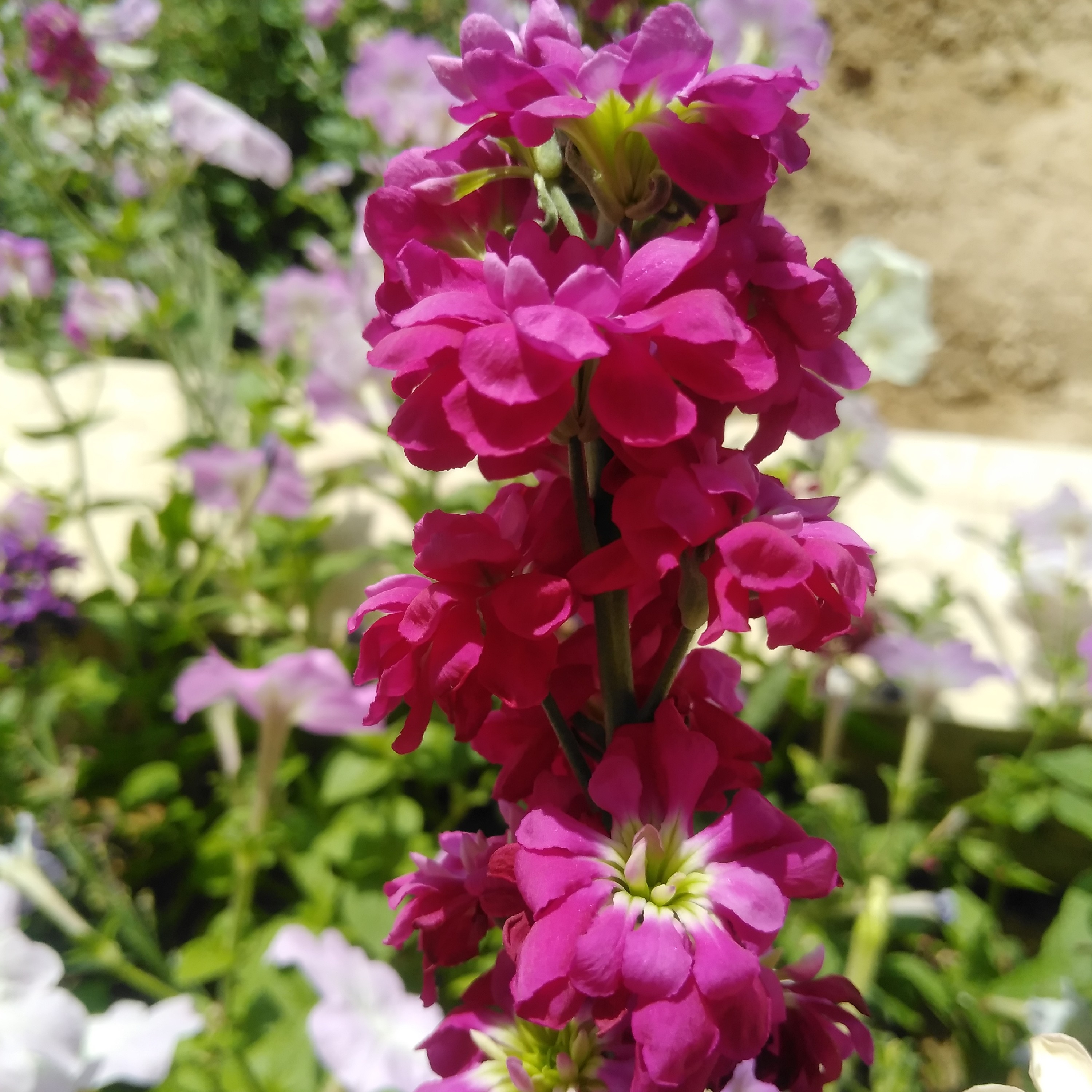 بذر شب بو الوان(کد1) ( 10 عدد)