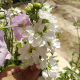 بذر شب بو الوان(کد1) ( 10 عدد)