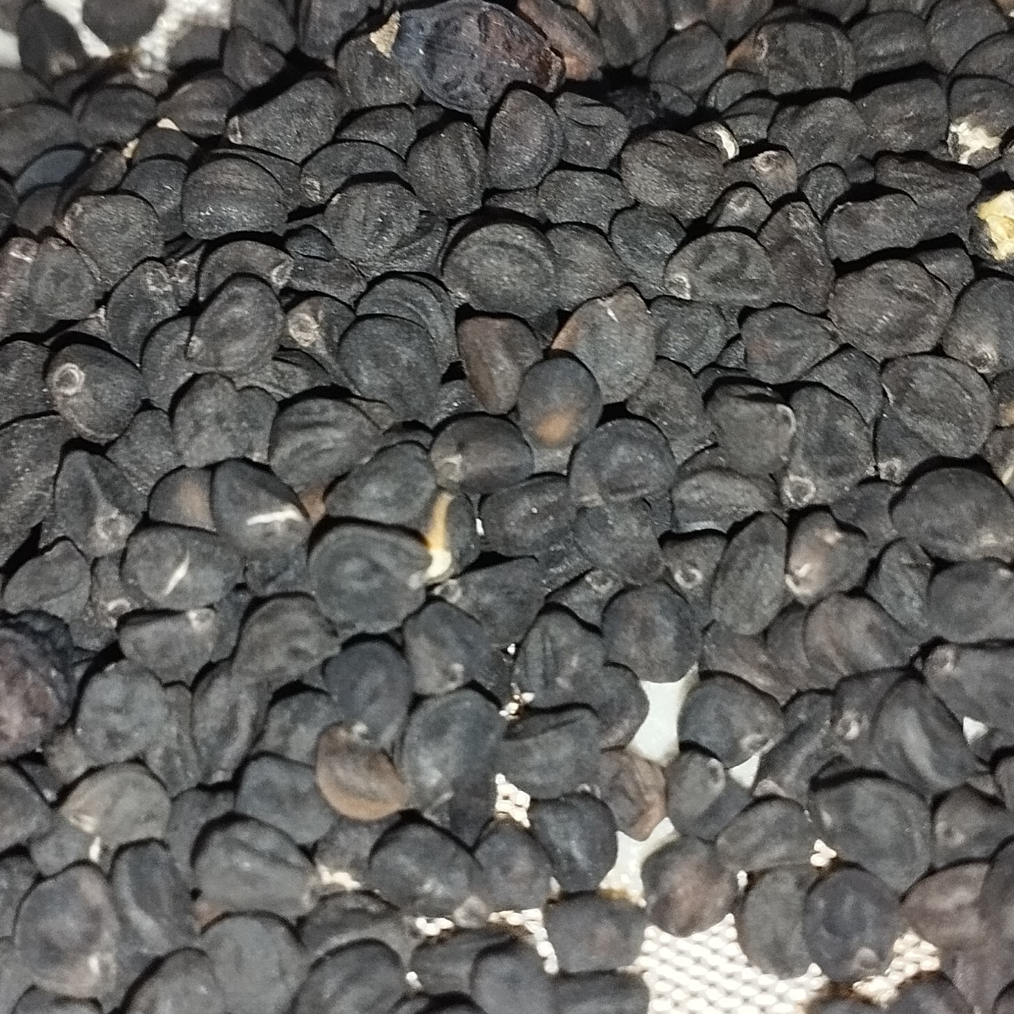 بذر گل نیلوفر رونده پیچک دو رنگ بسته 25 عددی