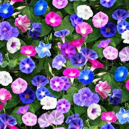بذر گل نیلوفر رونده پیچک دو رنگ بسته 25 عددی