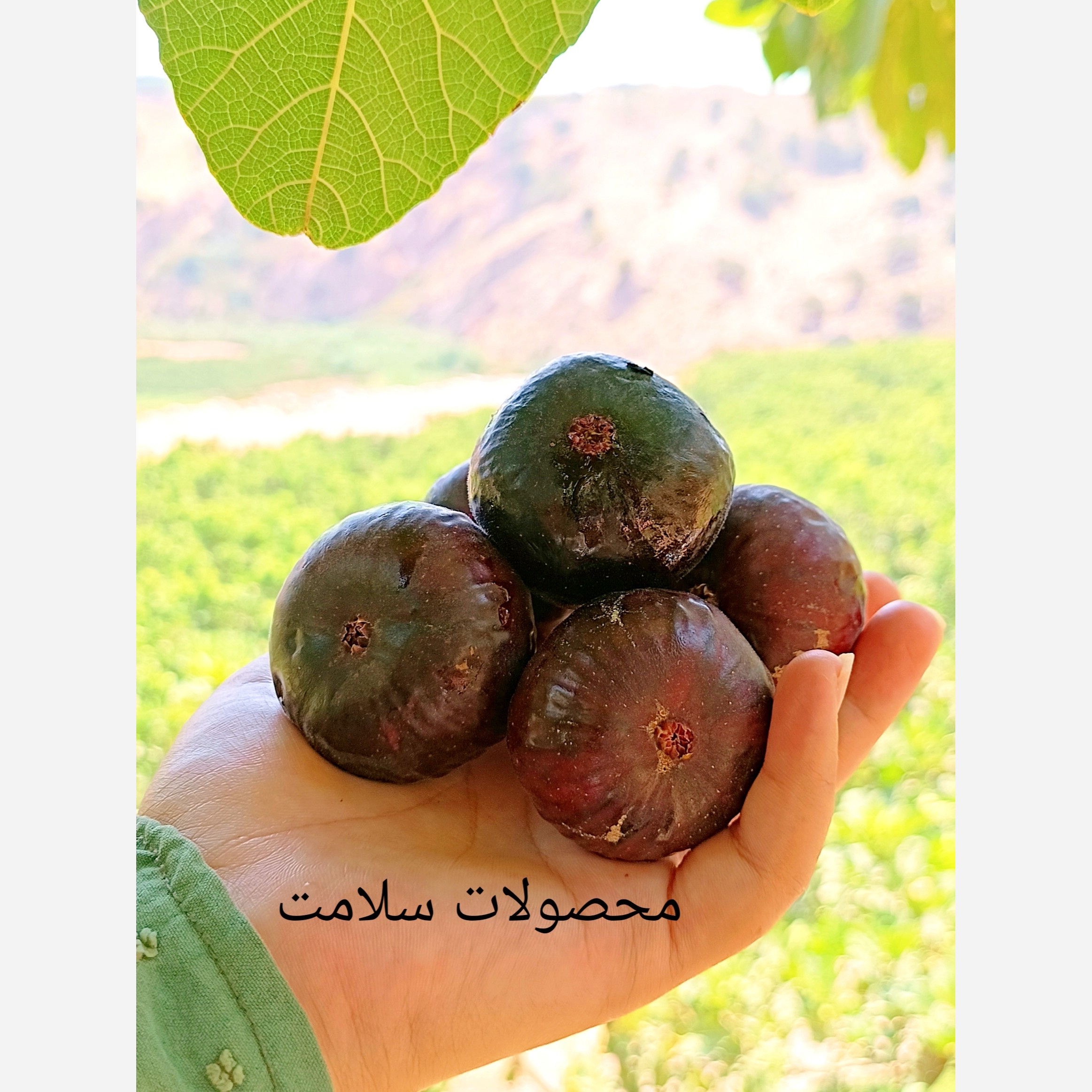 انجیر خشک ارگانیک درجه یک امسالی (1000) گرمی شیرین