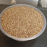 عدس ریز کانادا جنس درجه یک سوتینگ شده وبسیارمرغوب