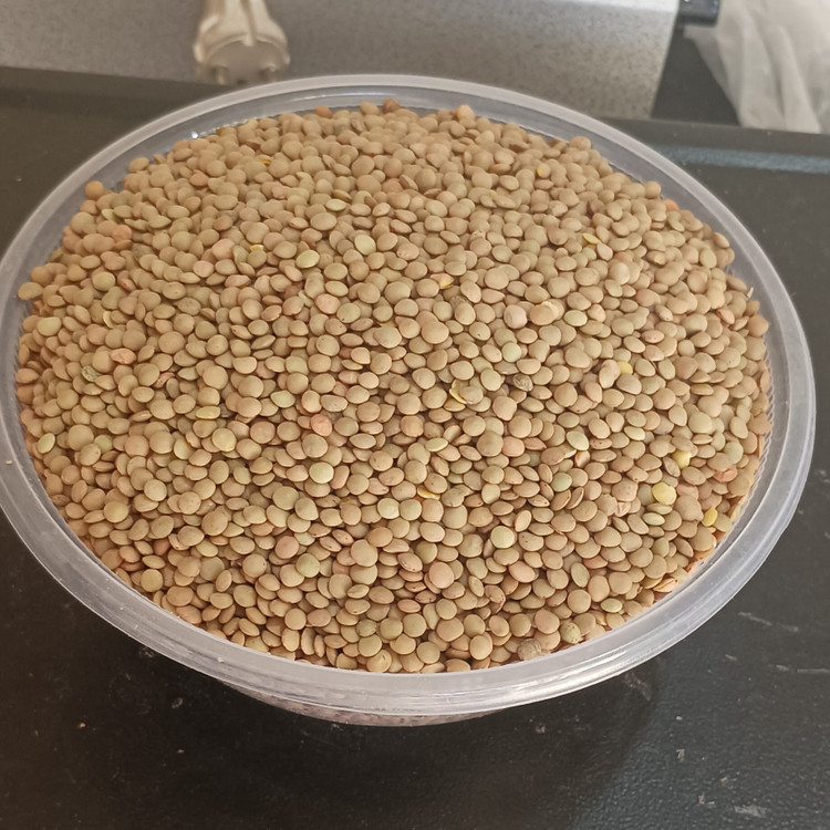 عدس ریز کانادا جنس درجه یک سوتینگ شده وبسیارمرغوب