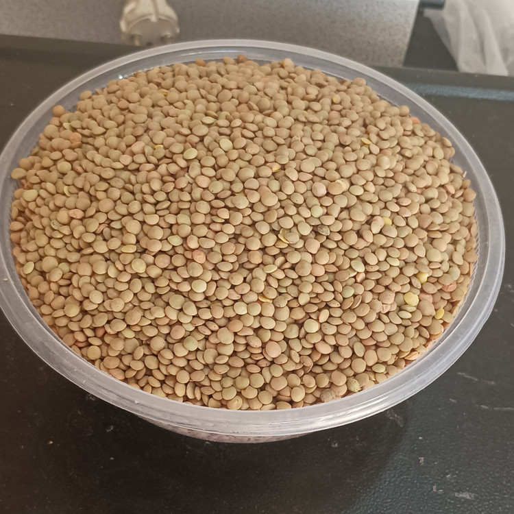 عدس ریز کانادا جنس درجه یک سوتینگ شده وبسیارمرغوب