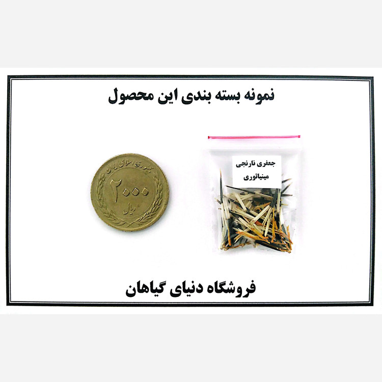 بذر جعفری نارنجی(کد6) مینیاتور ( 10 عدد)