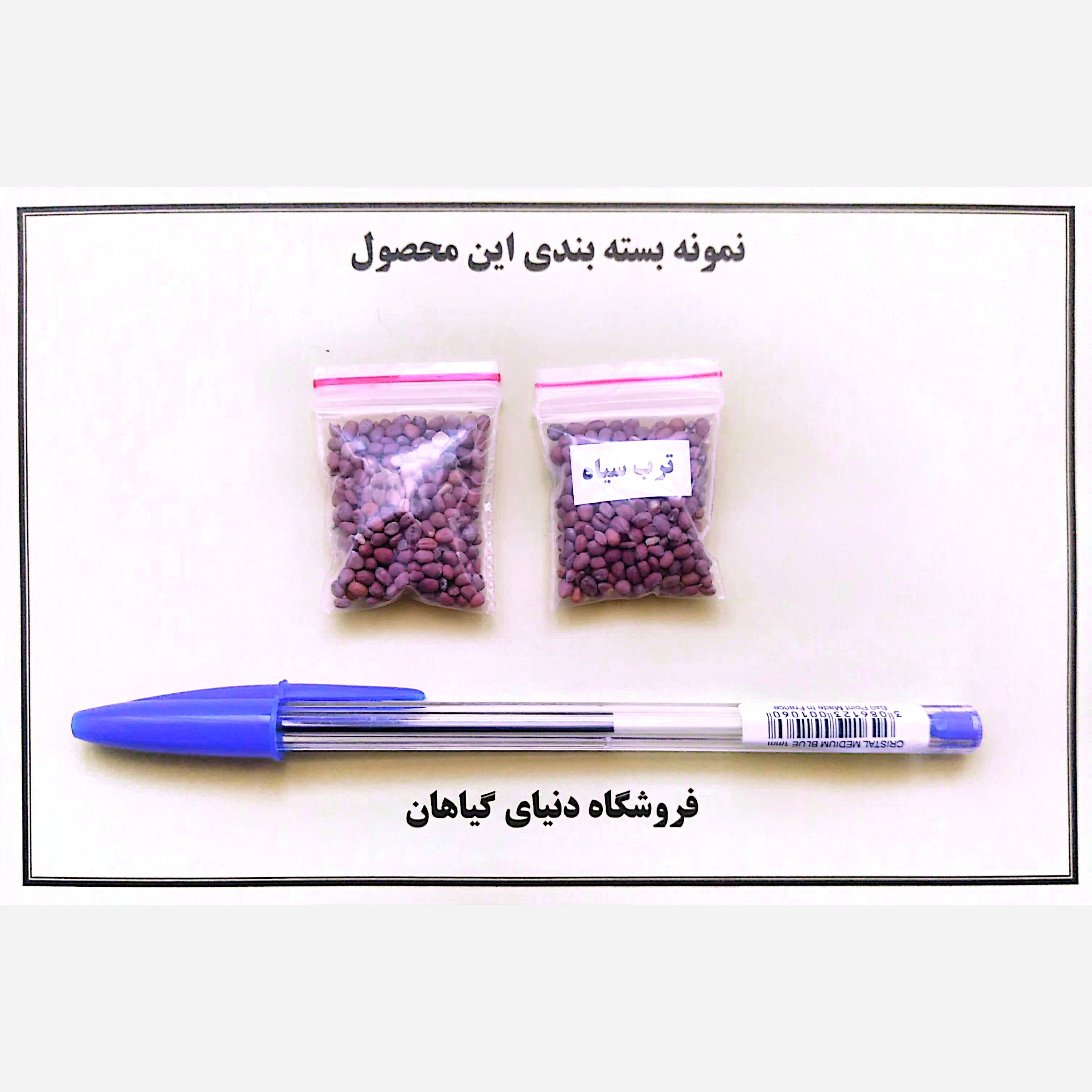 بذر ترب سیاه(200 عدد)