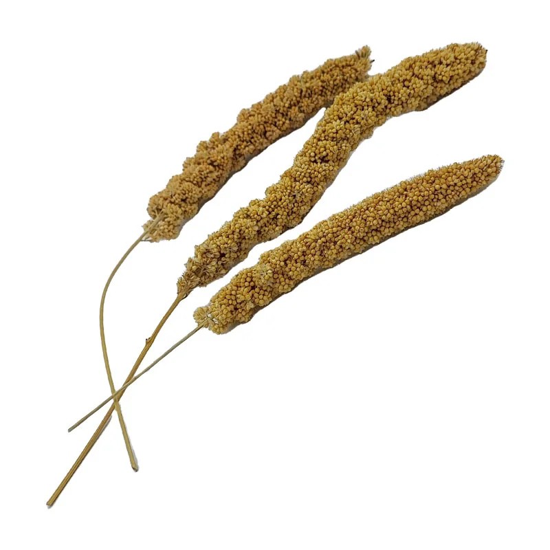 ارزن خوشه ای 50گرمی مخصوص پرندگان تا 8عددی