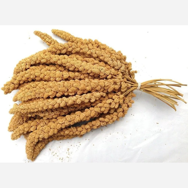 ارزن خوشه ای 50گرمی مخصوص پرندگان تا 8عددی
