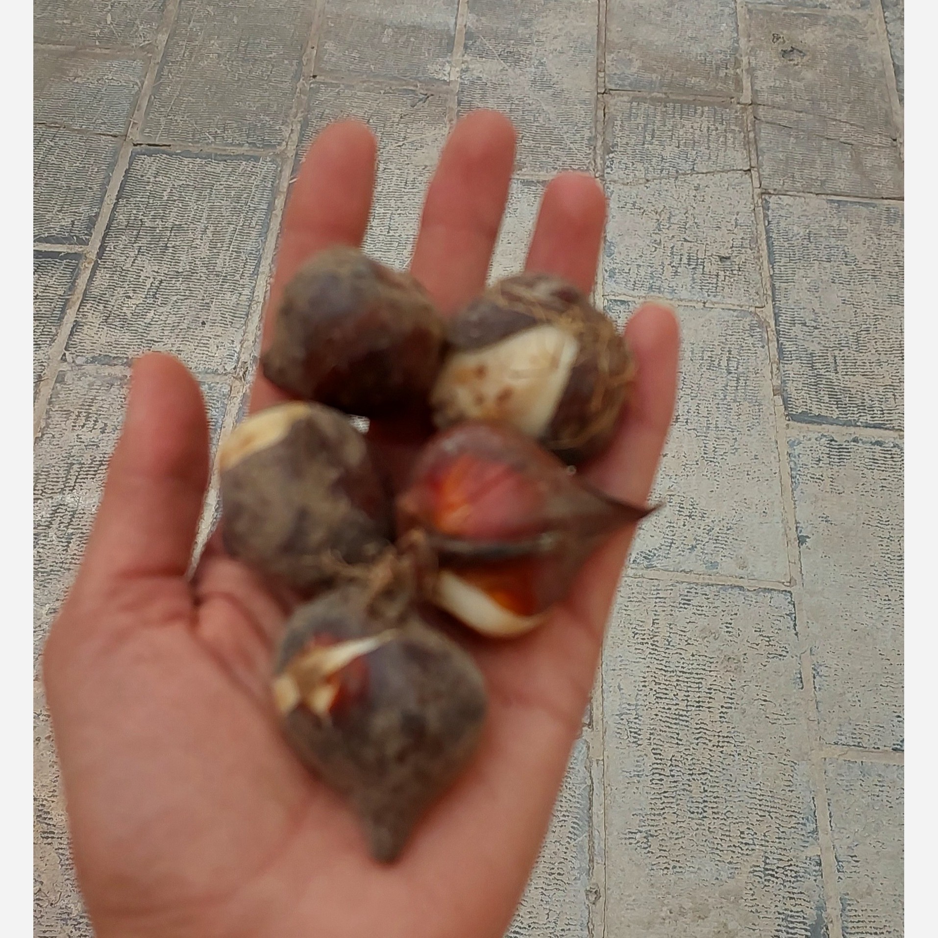 پیاز گل لاله ایرانی بسته یک عددی
