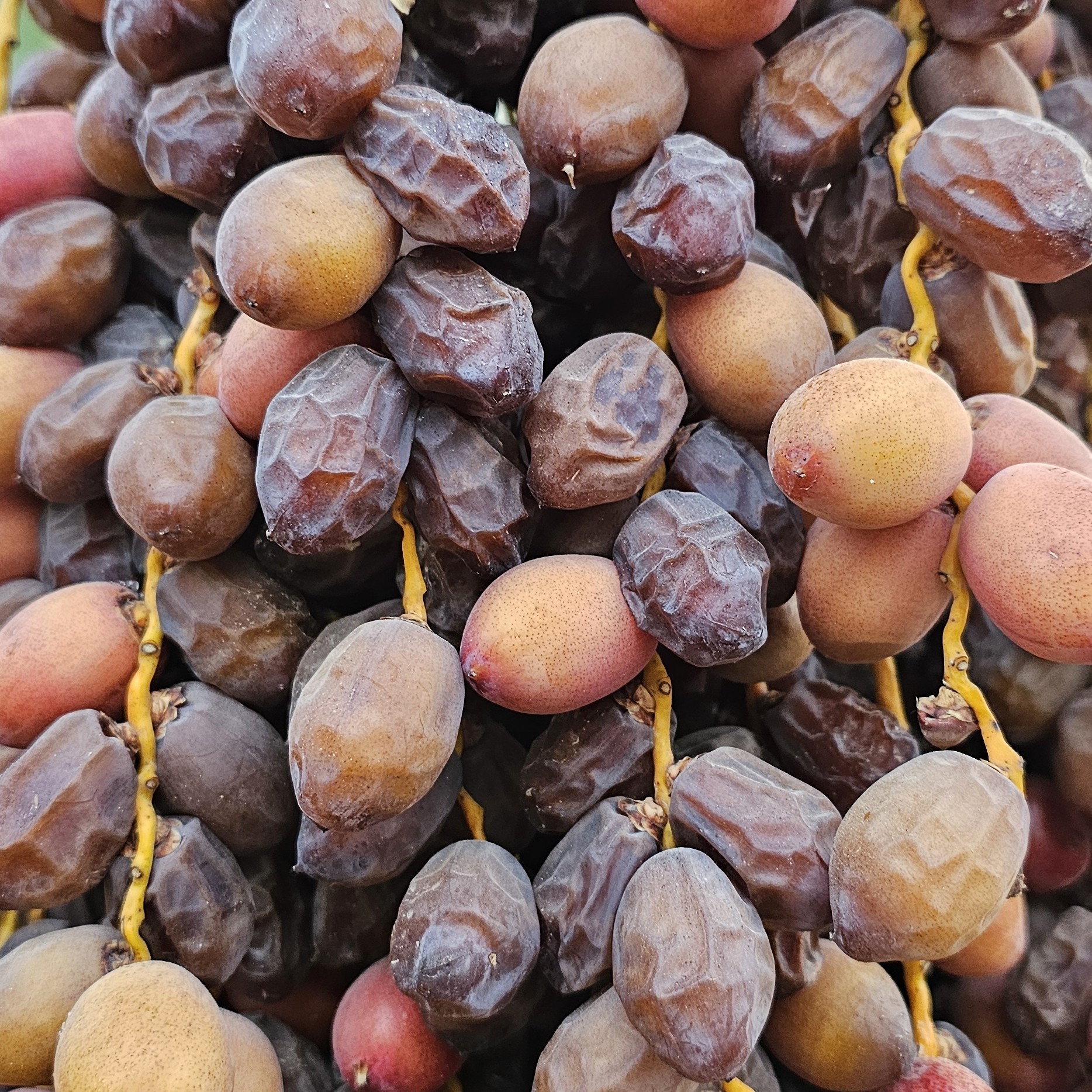 خرما خاصویی 3کیلویی عالی و درجه یک