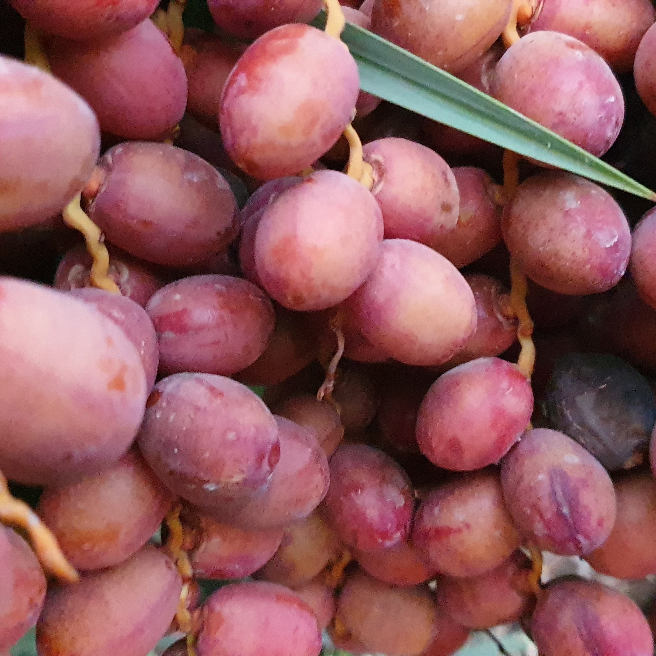 خرما خاصویی 3کیلویی عالی و درجه یک