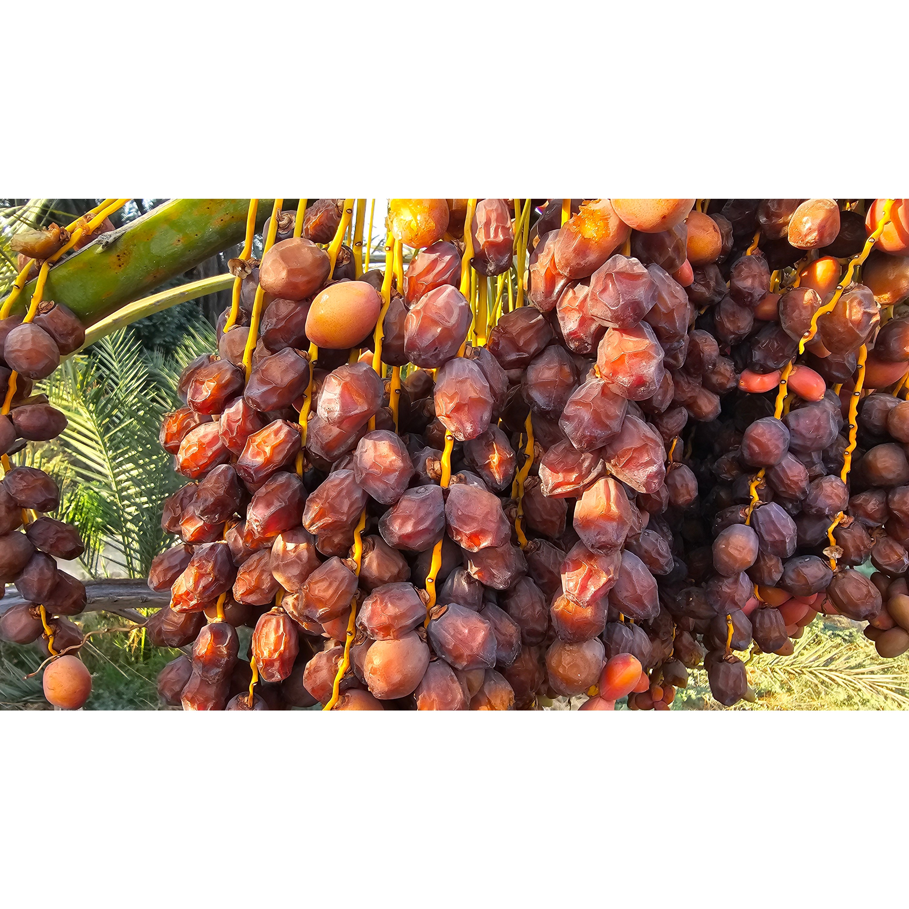 خرما خاصویی 3کیلویی عالی و درجه یک