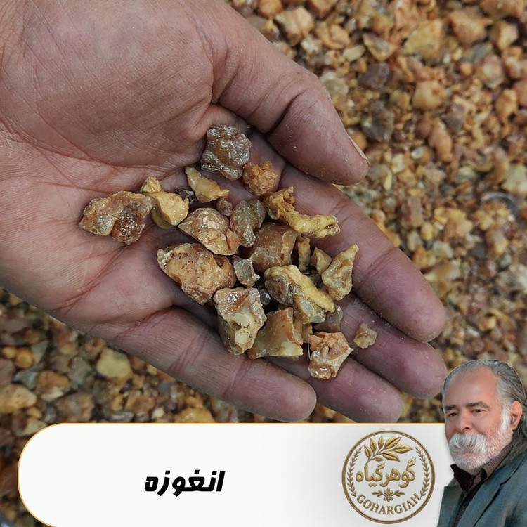 آنغوزه(انغوزه - صمغ انجدان - حلتیت)تمیز شده - میزان دلخواه