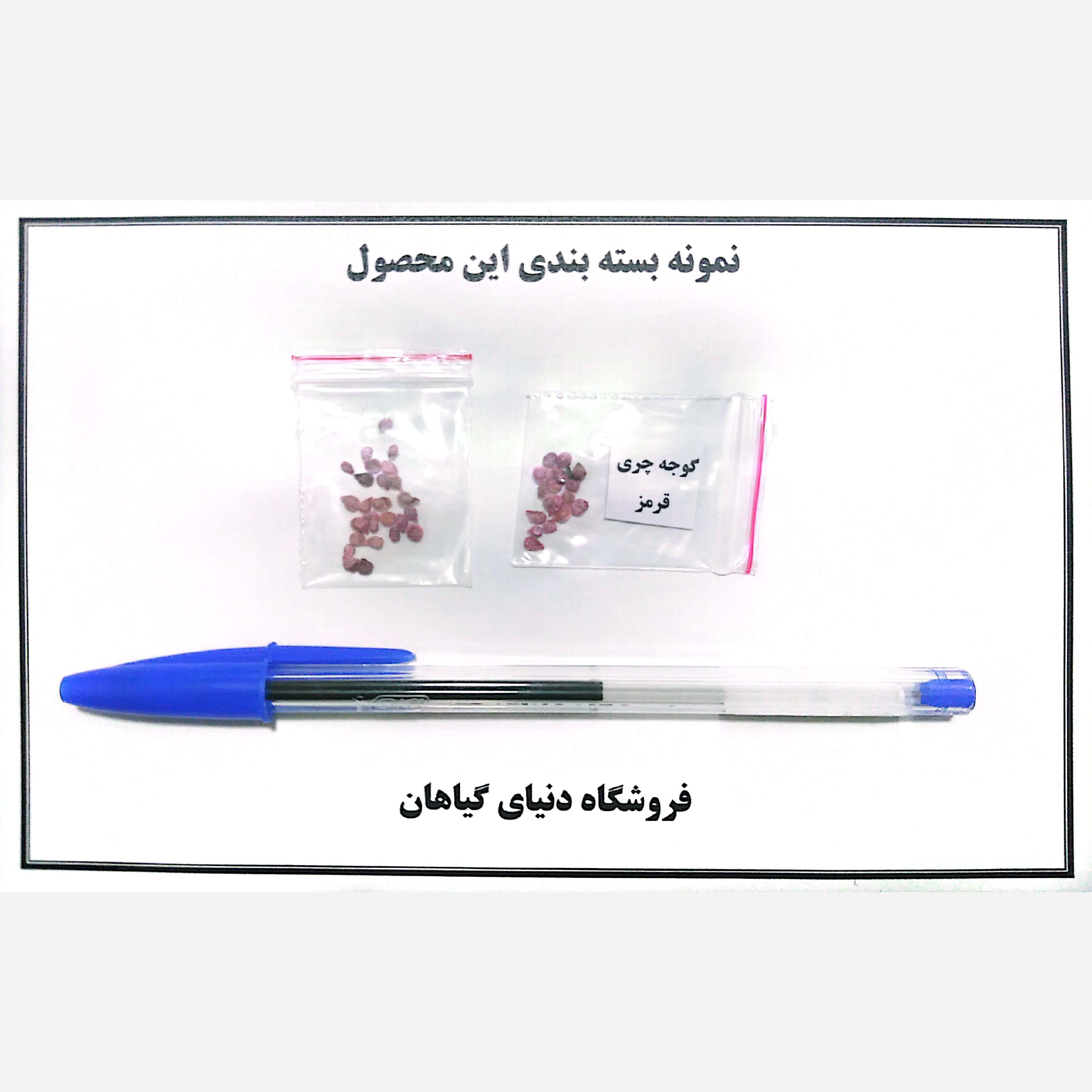 بذر گوجه گیلاسی(کد5) چری قرمز (10 عددی)