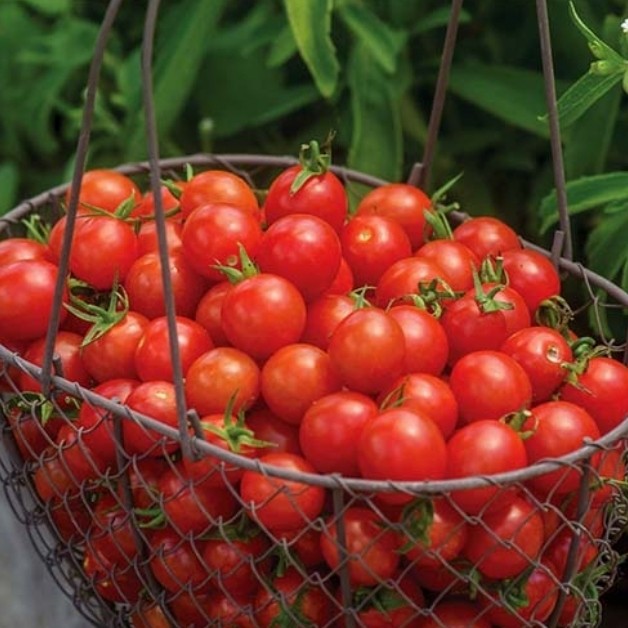 بذر گوجه گیلاسی(کد5) چری قرمز (10 عددی)