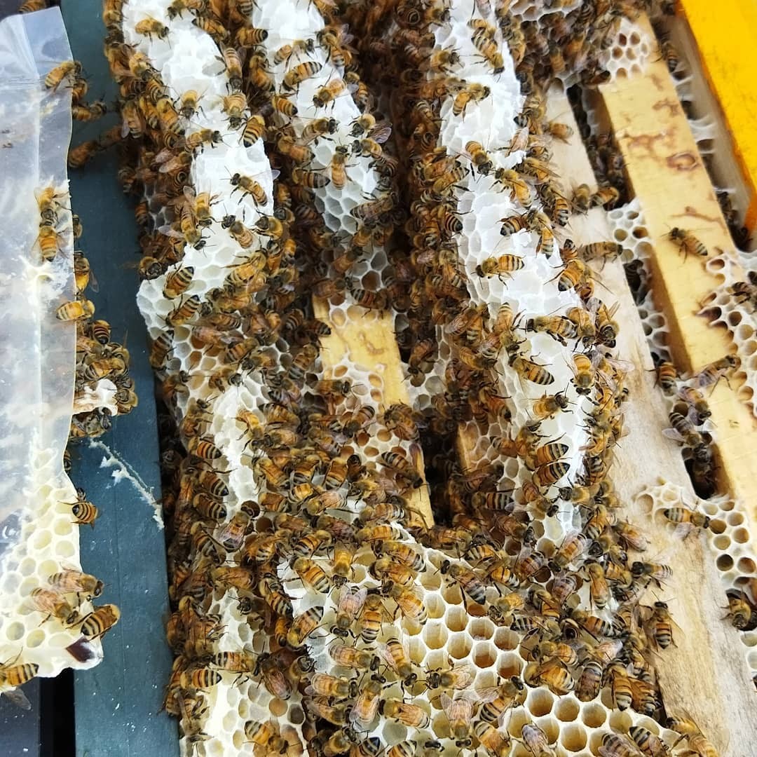 عسل چندگیاه باموم فریدن ظرف آیمل 700گرم درجه یک(ارسال رایگان با خرید 2م غرفه)