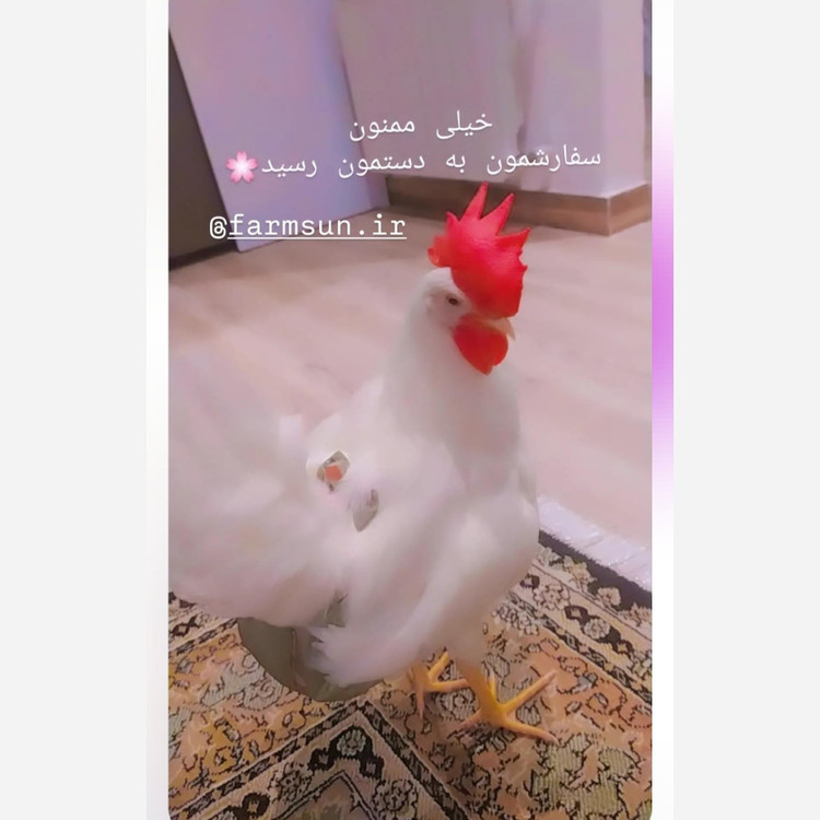 پوشک ضدآب برای مرغ خروس اردک غاز و جوجه در سایزبندی