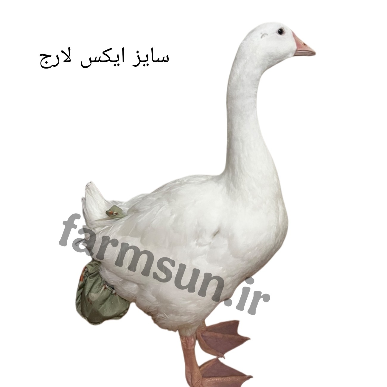 پوشک ضدآب برای مرغ خروس اردک غاز و جوجه در سایزبندی