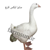 پوشک ضدآب برای مرغ خروس اردک غاز و جوجه در سایزبندی