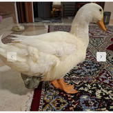 پوشک ضدآب برای مرغ خروس اردک غاز و جوجه در سایزبندی