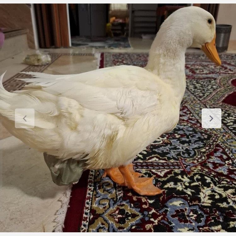 پوشک ضدآب برای مرغ خروس اردک غاز و جوجه در سایزبندی
