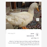 پوشک ضدآب برای مرغ خروس اردک غاز و جوجه در سایزبندی