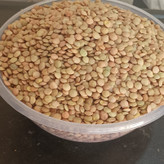 عدس درشت درجه یک کانادا بسیار مرغوب وسورتینگ شده.