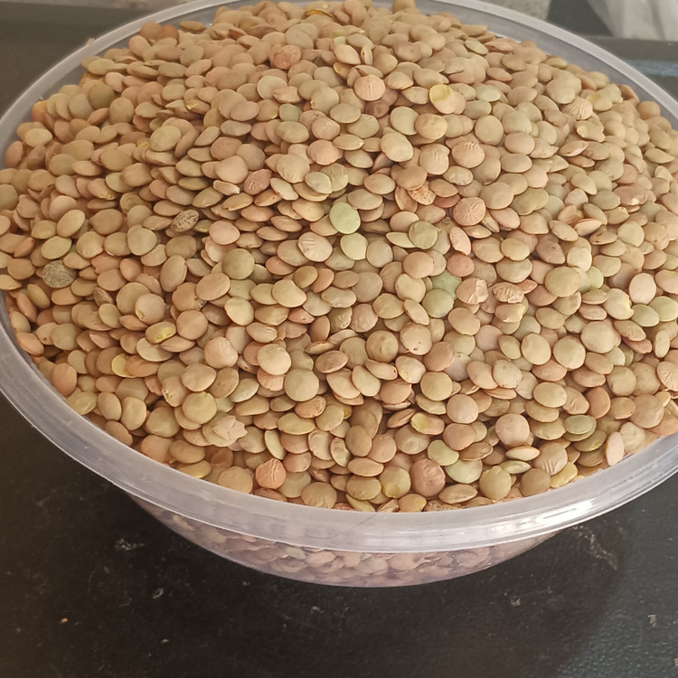 عدس درشت درجه یک کانادا بسیار مرغوب وسورتینگ شده.