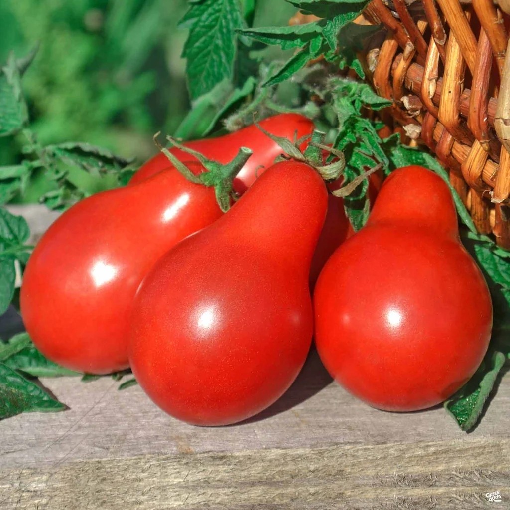 بذر گوجه گلابی(کد11) قرمز (10 عددی)